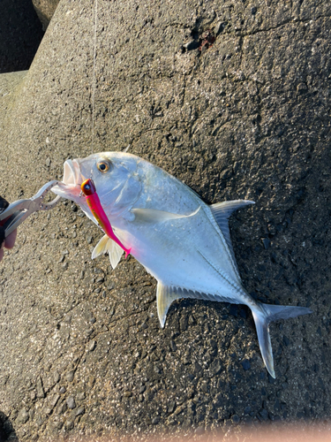 メッキの釣果