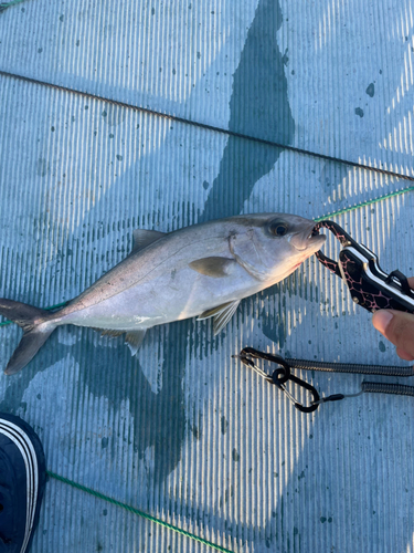 カンパチの釣果