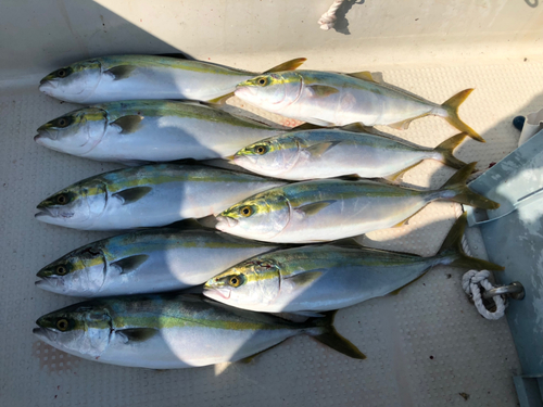 ハマチの釣果