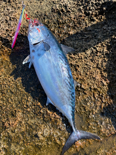 スマガツオの釣果