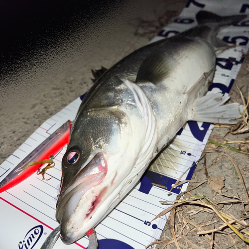 シーバスの釣果