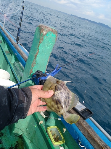 カワハギの釣果