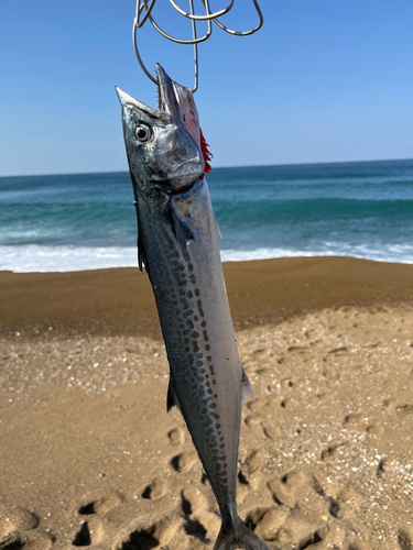 サゴシの釣果