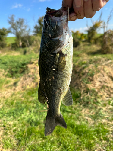 ラージマウスバスの釣果