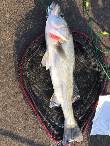 キスの釣果