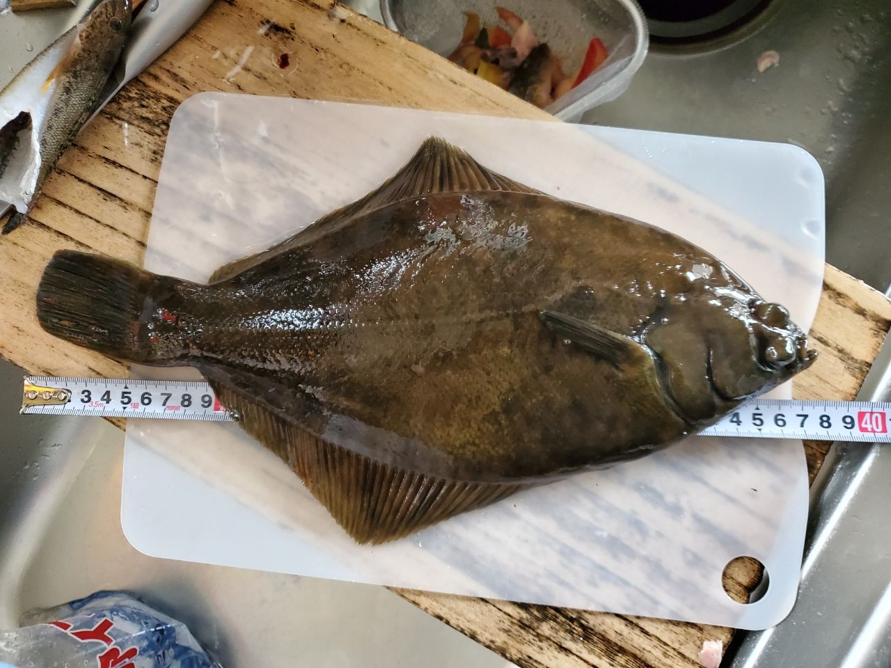 マコガレイ