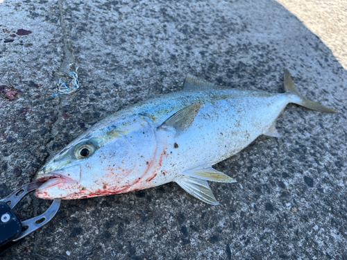 イナダの釣果