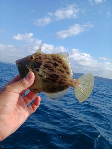 カワハギの釣果