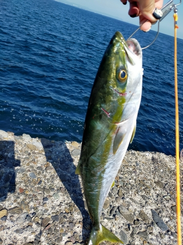 ハマチの釣果