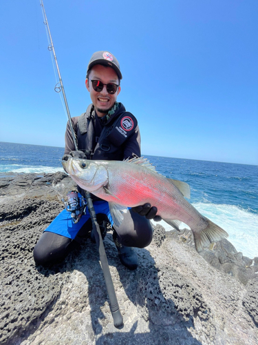 ヒラスズキの釣果