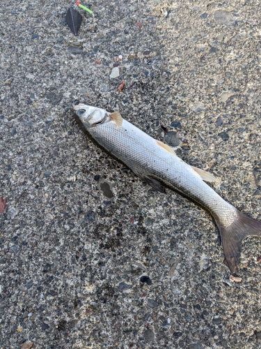 ウグイの釣果