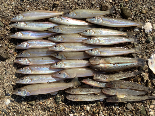 キスの釣果