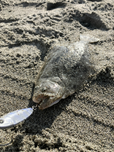 ソゲの釣果