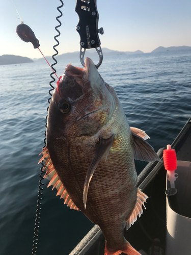 タイの釣果