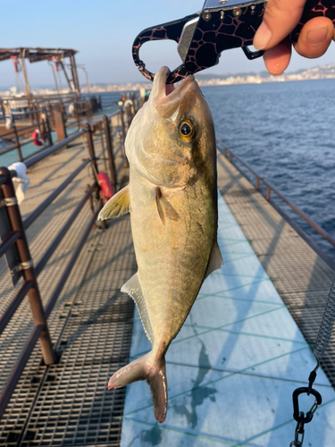 カンパチの釣果