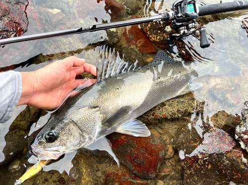 シーバスの釣果