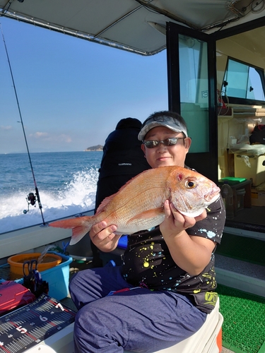 マダイの釣果