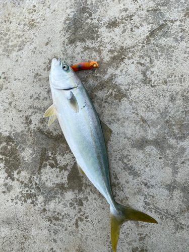 ショゴの釣果