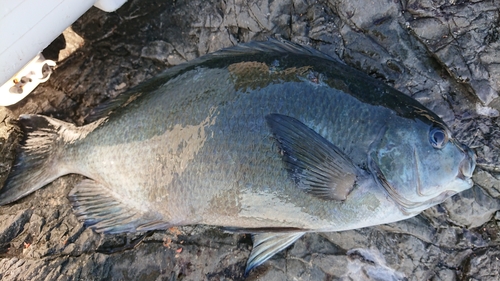 グレの釣果