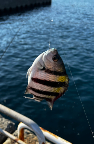 オヤビッチャの釣果