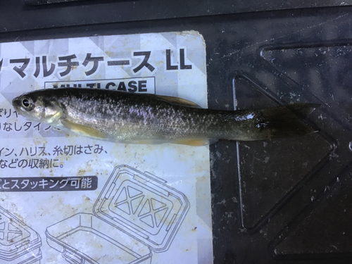 タカハヤの釣果