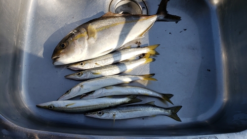 カンパチの釣果