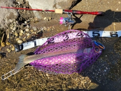 ニジマスの釣果