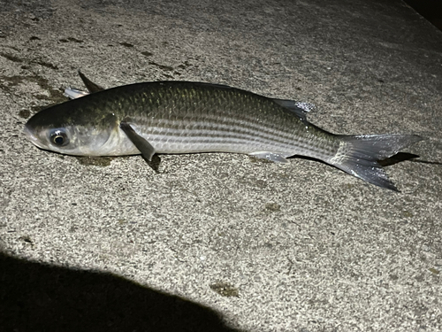 ボラの釣果