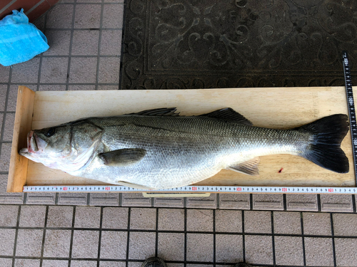 シーバスの釣果