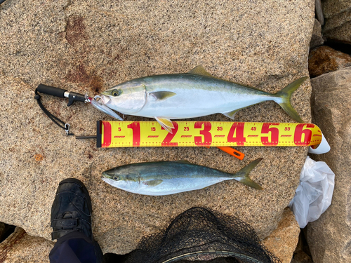 メジロの釣果