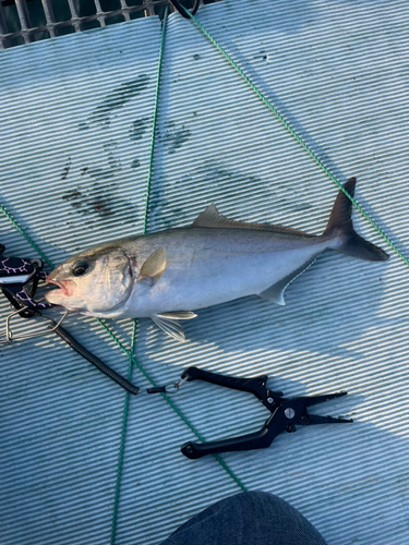 カンパチの釣果