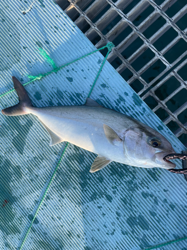 カンパチの釣果