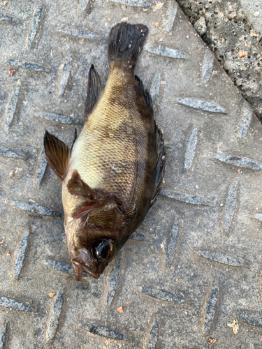 クロメバルの釣果