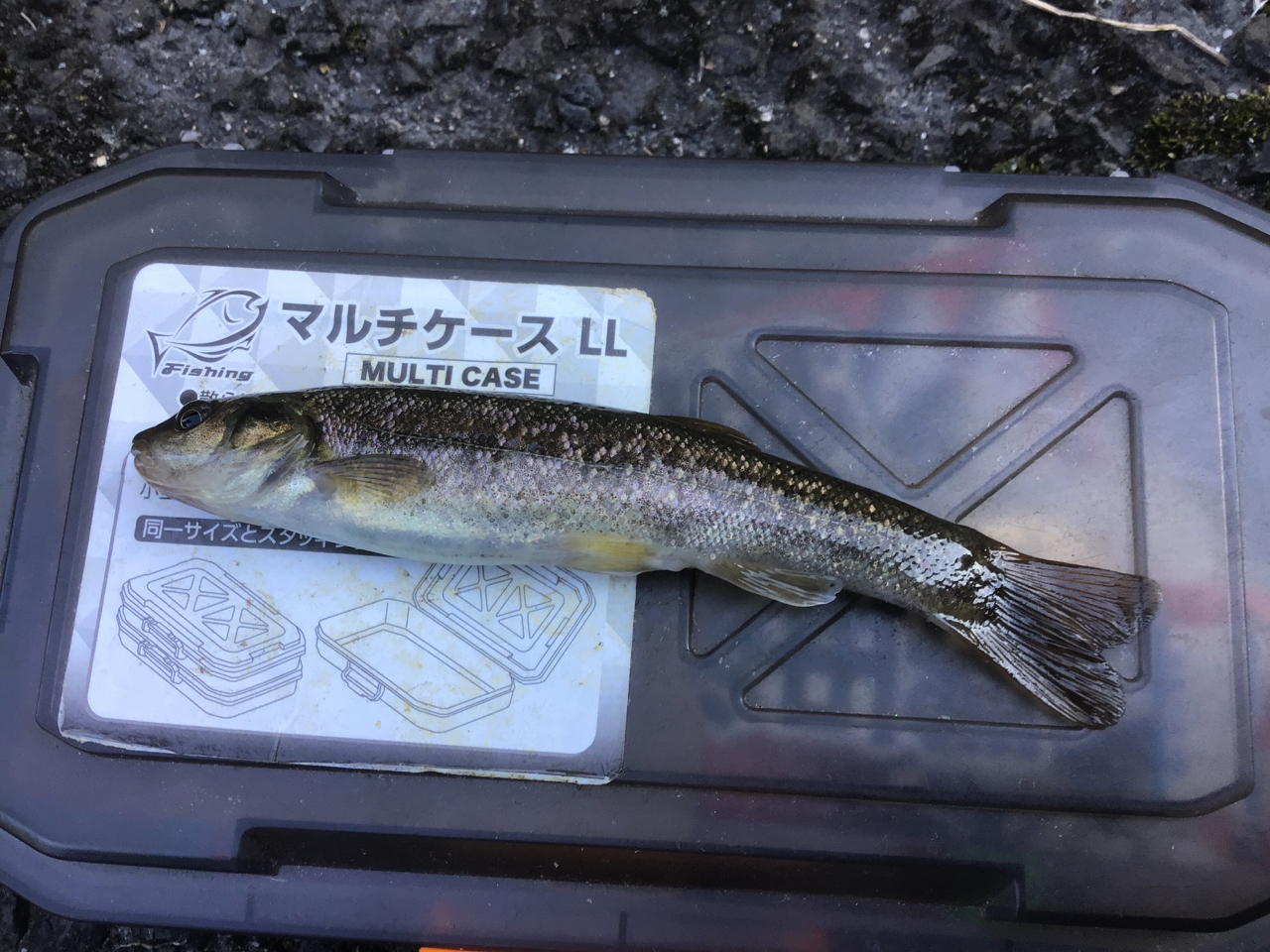 タカハヤ