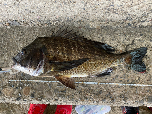 クロダイの釣果