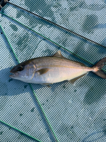 ネリゴの釣果