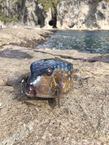 ハコフグの釣果