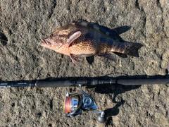 オオモンハタの釣果