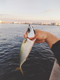 アカエイの釣果