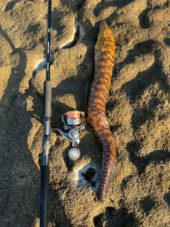 ウツボの釣果