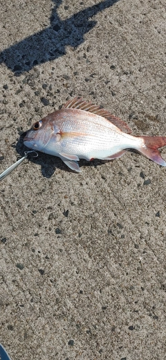 マダイの釣果