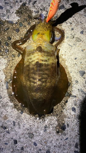 アオリイカの釣果