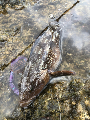 アイナメの釣果