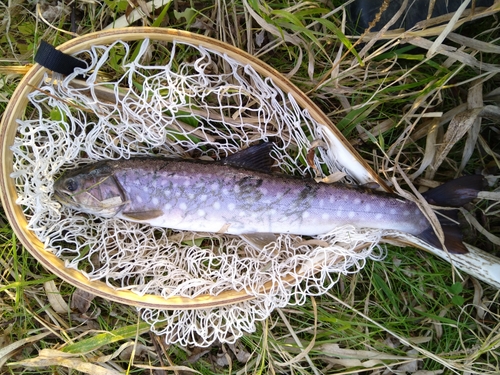 アメマスの釣果