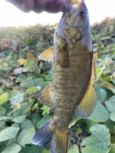 スモールマウスバスの釣果