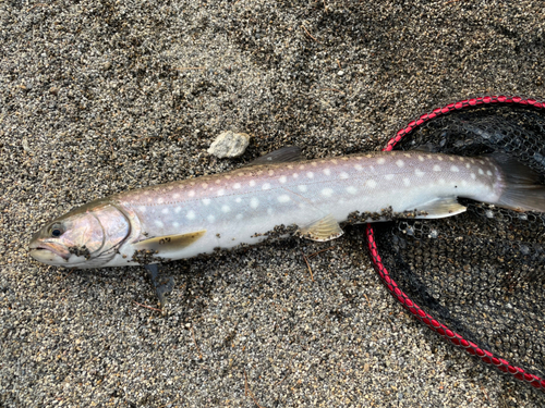 アメマスの釣果