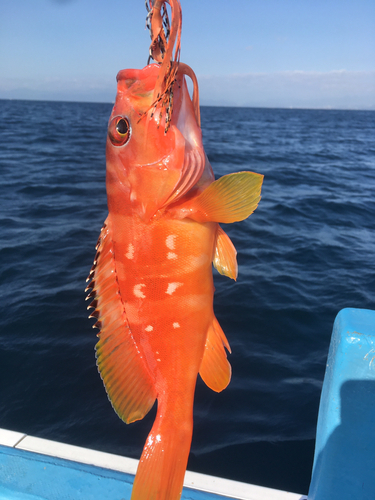 アカハタの釣果