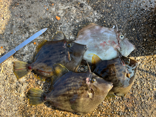 カワハギの釣果