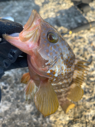 アコウの釣果