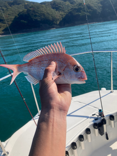 タイの釣果